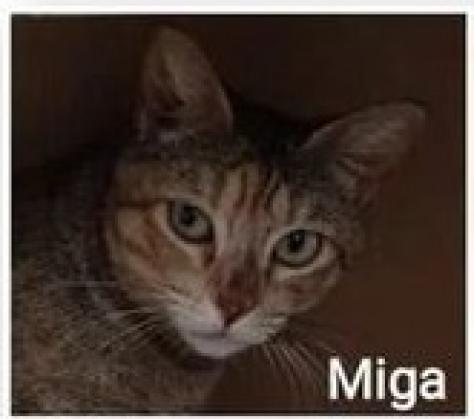Maxcotea | Foto de MIGA - Gato, Raza: Gato común europeo | ÁLBUM DE MIGA | Maxcotea, Adopción de mascotas. Adopción de perros. Adopción de gatos.
