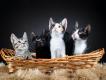 Maxcotea | Foto de CHILLI - Gato, Raza: Gato común europeo | ÁLBUM DE CHILLI | Maxcotea, Adopción de mascotas. Adopción de perros. Adopción de gatos.