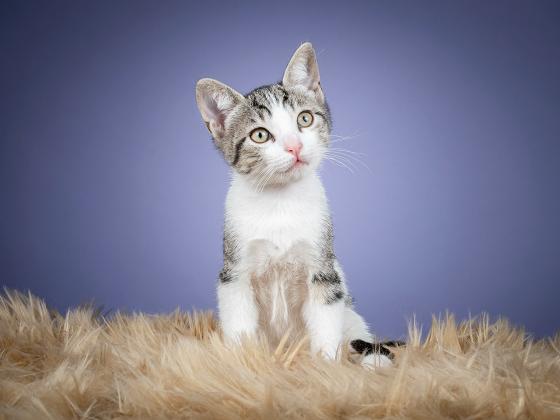 Maxcotea | Foto de MOTA - Gato, Raza: Gato común europeo | ÁLBUM DE MOTA | Maxcotea, Adopción de mascotas. Adopción de perros. Adopción de gatos.