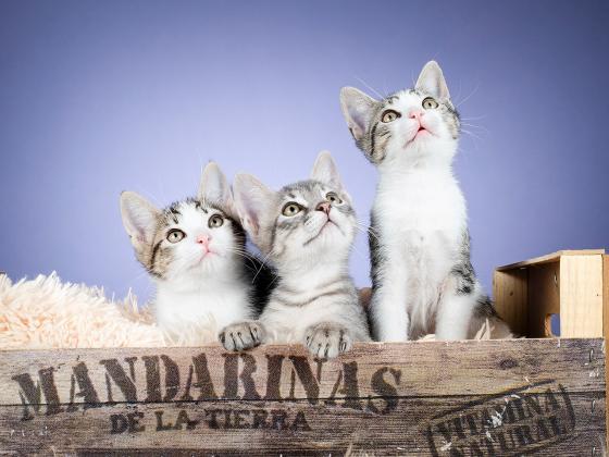 Maxcotea | Foto de LINCON - Gato, Raza: Gato común europeo | ÁLBUM DE LINCON | Maxcotea, Adopción de mascotas. Adopción de perros. Adopción de gatos.