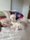 Maxcotea | Foto de LISA - Gato, Raza: Gato común europeo | ÁLBUM DE LISA | Maxcotea, Adopción de mascotas. Adopción de perros. Adopción de gatos.