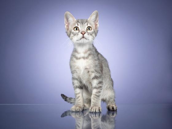 Maxcotea | Foto de Mochi - Gato, Raza: Gato común europeo | ÁLBUM DE MOCHI | Maxcotea, Adopción de mascotas. Adopción de perros. Adopción de gatos.
