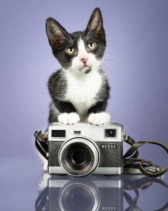 Maxcotea | Foto de CHILLI - Gato, Raza: Gato común europeo | Maxcotea, Adopción de mascotas. Adopción de perros. Adopción de gatos.