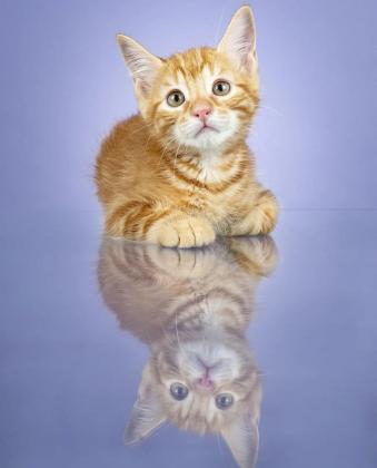 Maxcotea | Foto de Nekko - Gato, Raza: Gato común europeo | Maxcotea, Adopción de mascotas. Adopción de perros. Adopción de gatos.