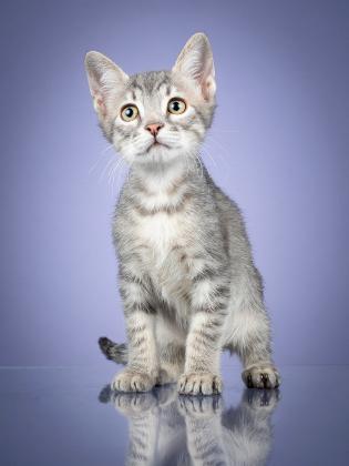 Maxcotea | Foto de Mochi - Gato, Raza: Gato común europeo | Maxcotea, Adopción de mascotas. Adopción de perros. Adopción de gatos.